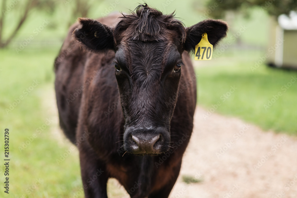 close up portrait of black angus cow close up portrait of black angus cow