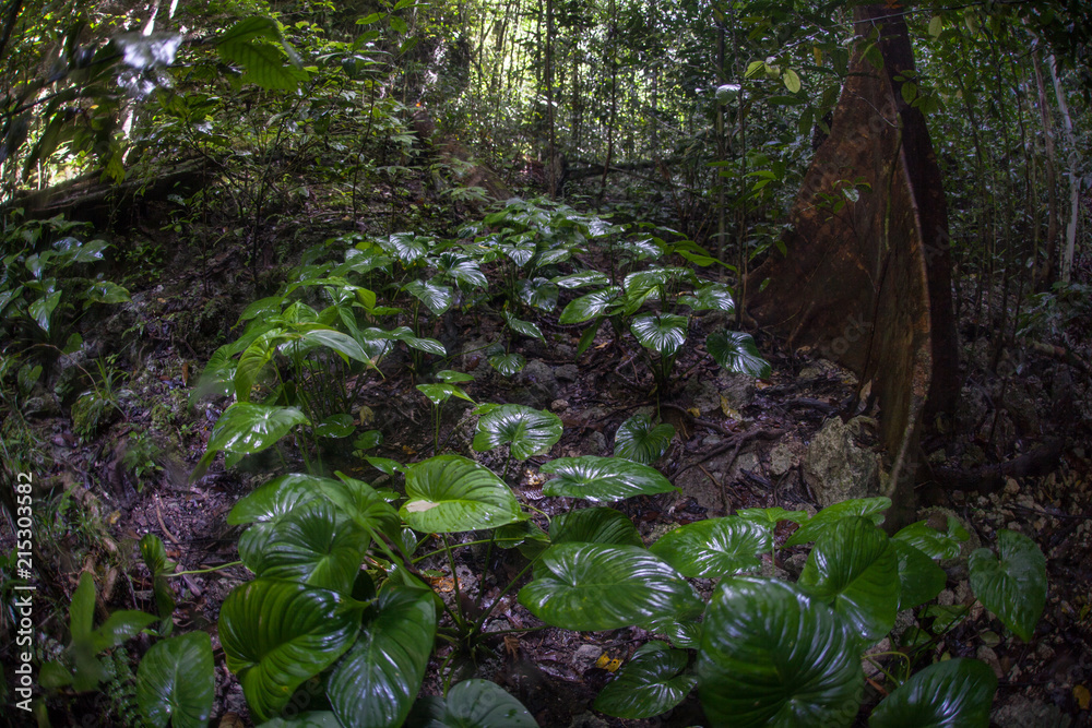 Naklejka premium Wet Rainforest in Raja Ampat