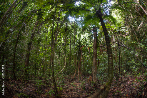 Green Rainforest in Raja Ampat