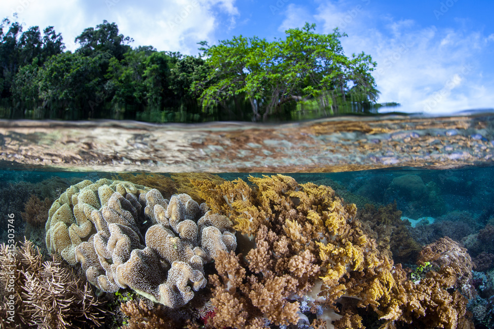 Obraz premium Shallow Corals in Raja Ampat