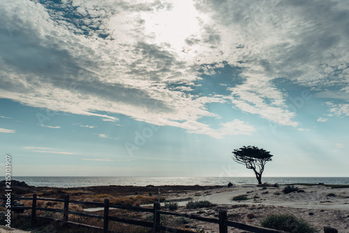 Lone cypress tree by an ocean beach