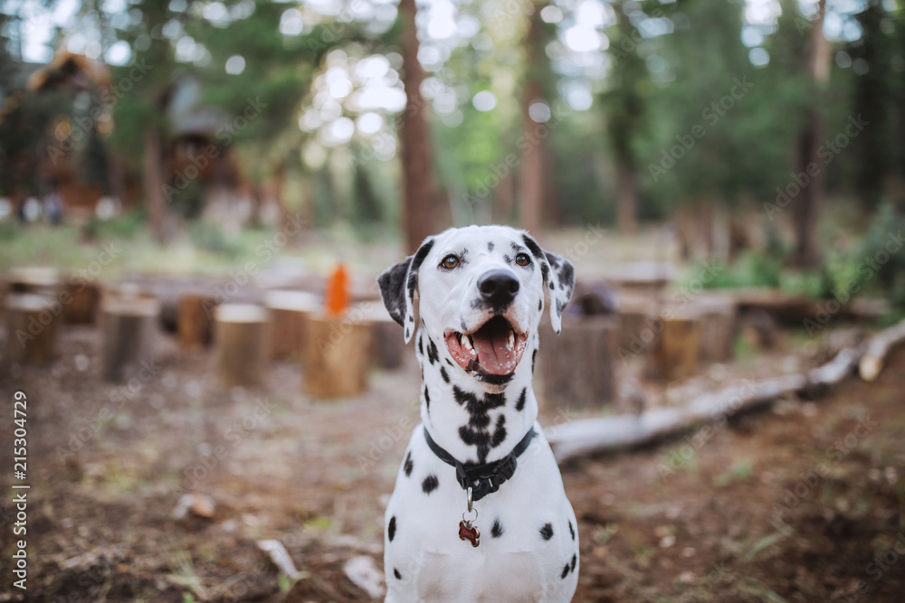 Dalmatian sitting