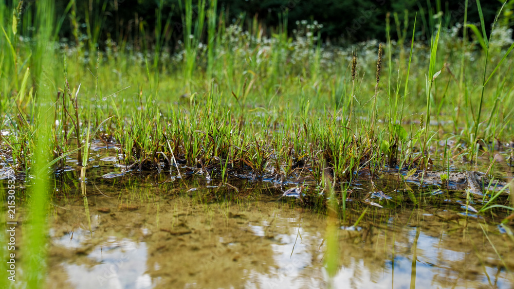 Puddle in the forest, wild grass Puddle in the forest, wild grass