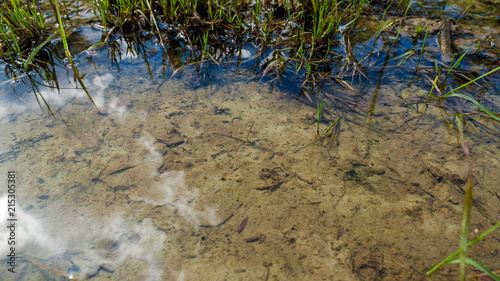 Puddle in the forest  wild grass