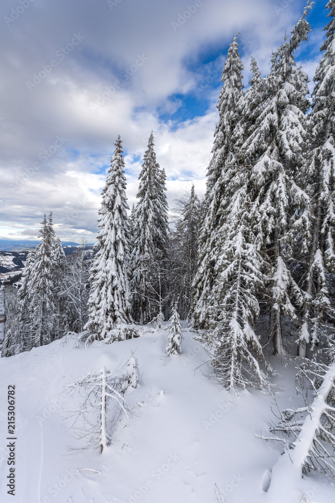 Fototapeta premium Winter landscape with Pines covered with snow in Rhodope Mountains near pamporovo resort, Smolyan Region, Bulgaria