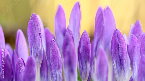 Early crocuses in the garden