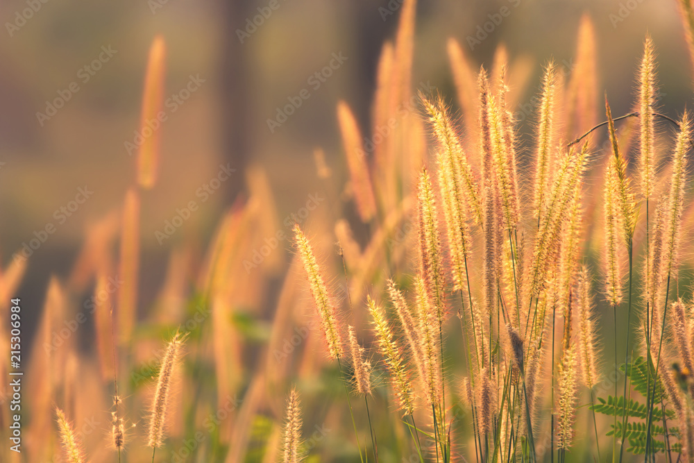 Fototapeta premium Dawn of the fresh air and the beauty of the flowers for the background. Good morning.