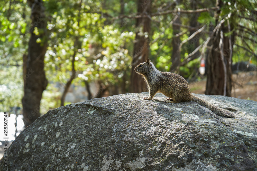 Obraz premium Squirrel sitting on a rock, Yosemite national park, California, USA