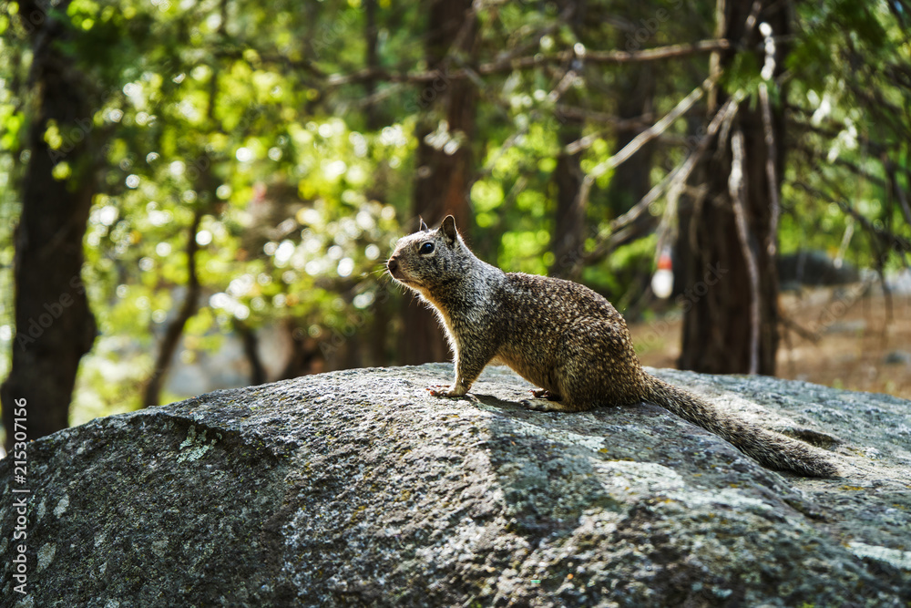 Obraz premium Squirrel on a stone, Yosemite national park, California, USA