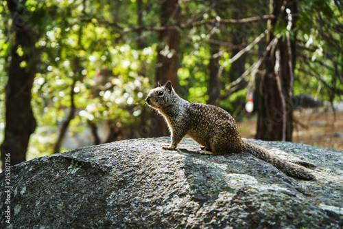 Squirrel on a stone, Yosemite national park, California, USA