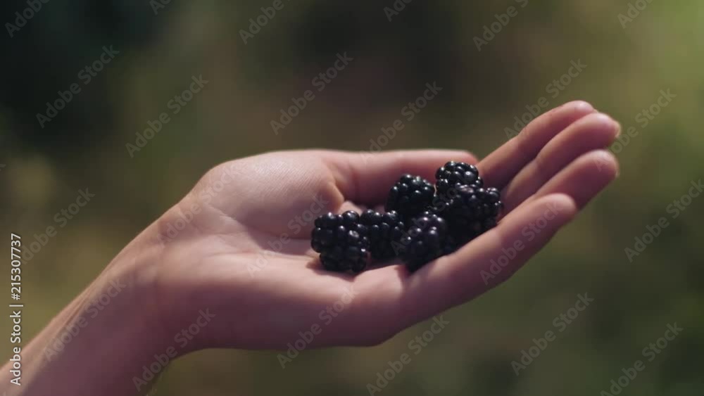 Young woman is showing wild blackberries harvested in the forest during summer evening, close up shot in 4K UHD Young woman is showing wild blackberries harvested in the forest during summer evening, close up shot in 4K UHD