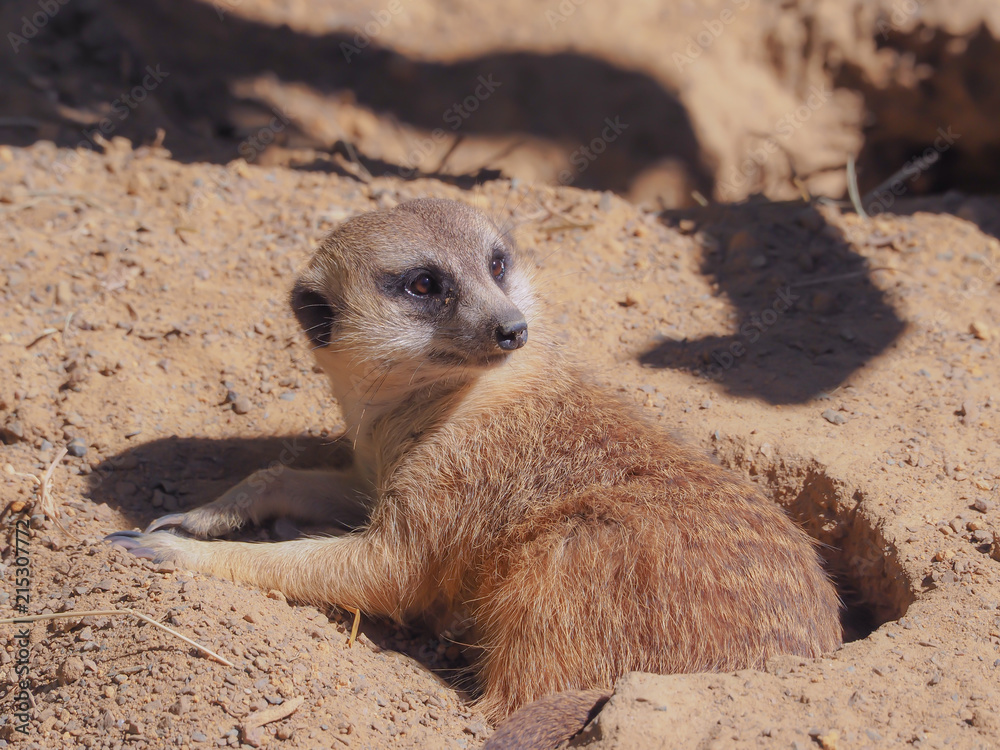 Fototapeta premium Meerkat