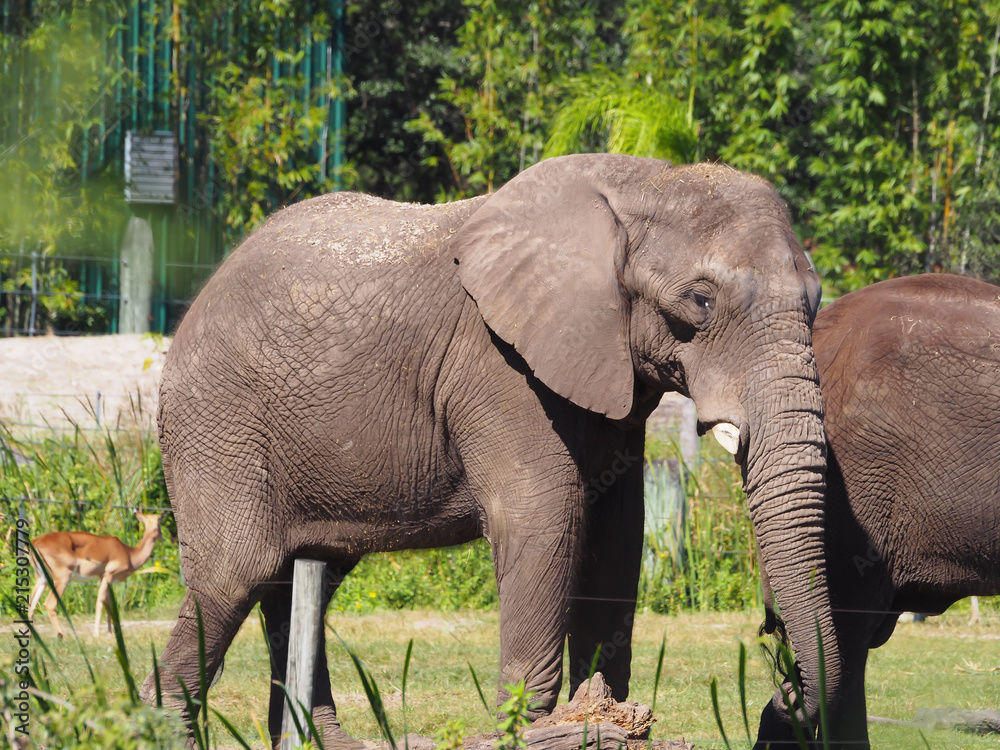 Fototapeta premium Elephant