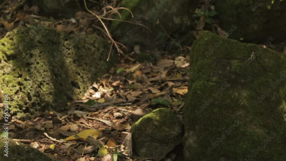 Flickering Sun Shining on Mossy Rocks in Tropical Forest in Hawaii Flickering Sun Shining on Mossy Rocks in Tropical Forest in Hawaii