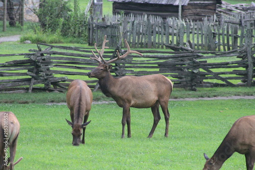 Group of elk