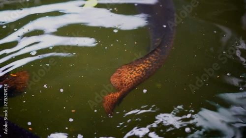 Arapaima gigas fish or pirarucu fish is big body in river