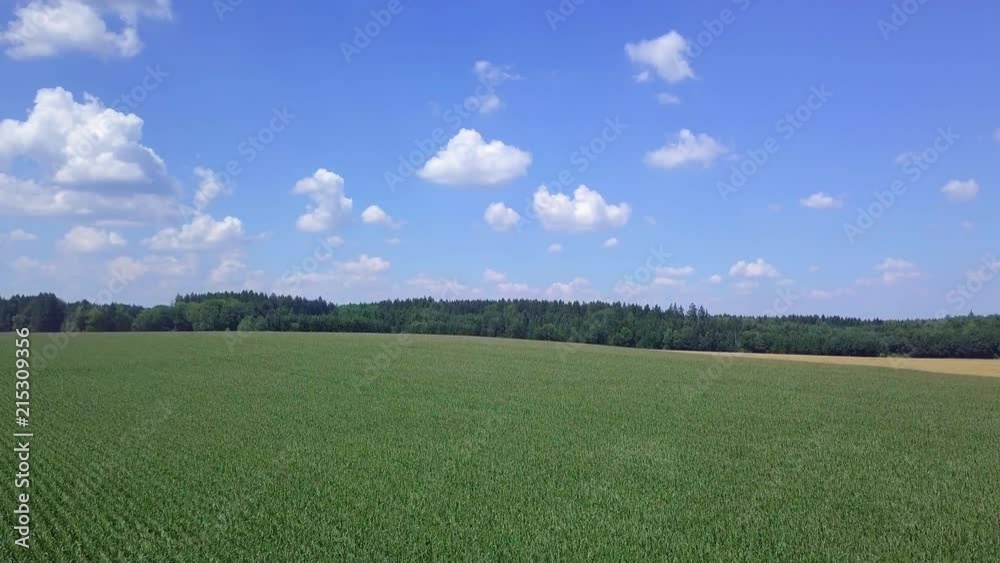 Flug über Maisfeld mit Sonnenblumen Flug über Maisfeld mit Sonnenblumen