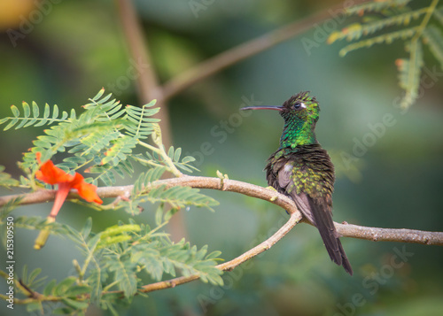 Cuban emerald - Chlorostilbon ricordii - Closeup