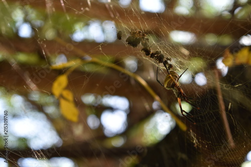 Fototapeta Spider