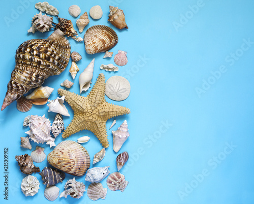 Exotic seashells and starfish collection flat lay on a blue background.