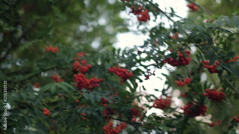 Closeup of orange and red Rowan berries or Mountain Ash tree with ripe berries in autumn forest background, shot in 4K UHD Closeup of orange and red Rowan berries or Mountain Ash tree with ripe berries in autumn forest background, shot in 4K UHD