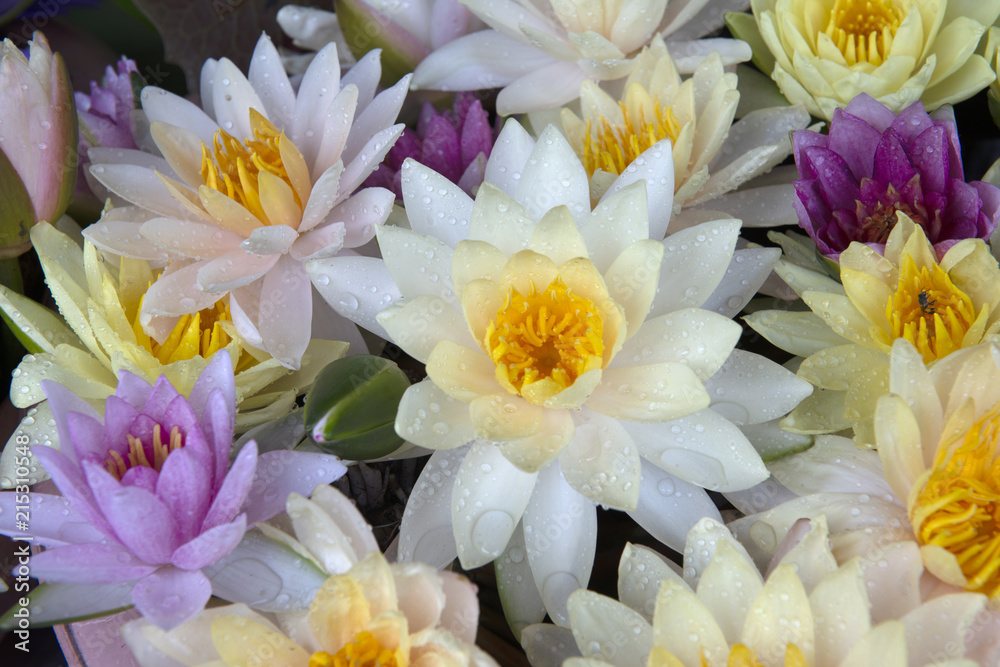 Fototapeta premium Colorful lotus flowers blooming