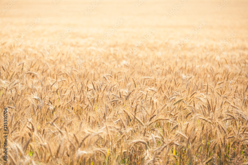 Fototapeta premium Field of wheat