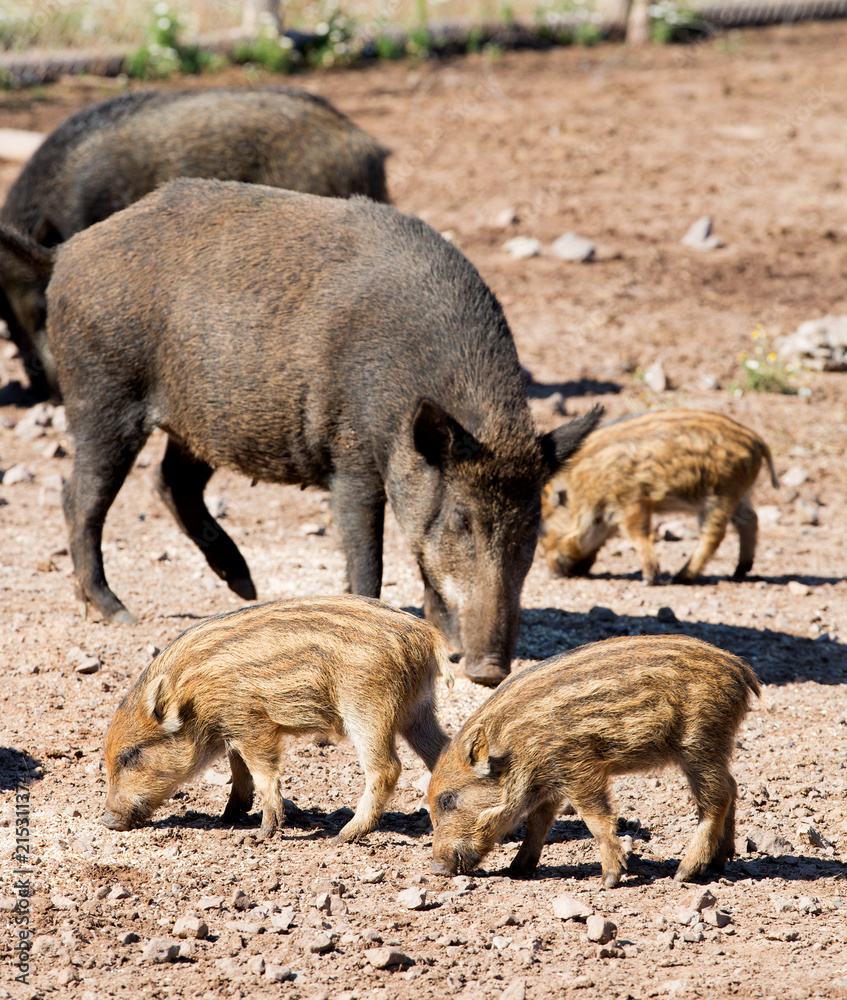 Baby boars in a mud with their mother Baby boars in a mud with their mother