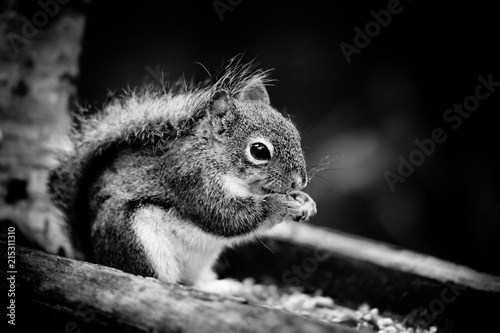 Squirrel in black and white