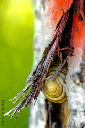 Snail hiding in a tree bark
