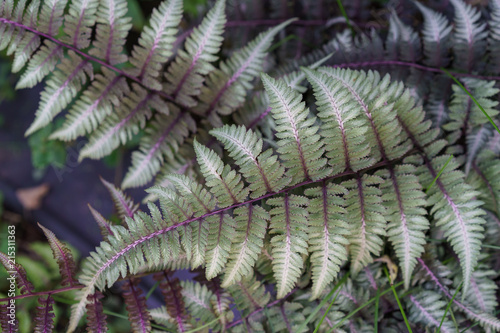 Athyrium niponicum “Metallicum” Japanese painted fern closeup