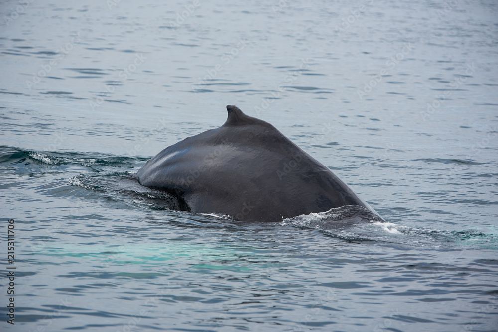 Fototapeta premium Humbak. Obserwowanie wielorybów w Husaviku na północy Islandii.