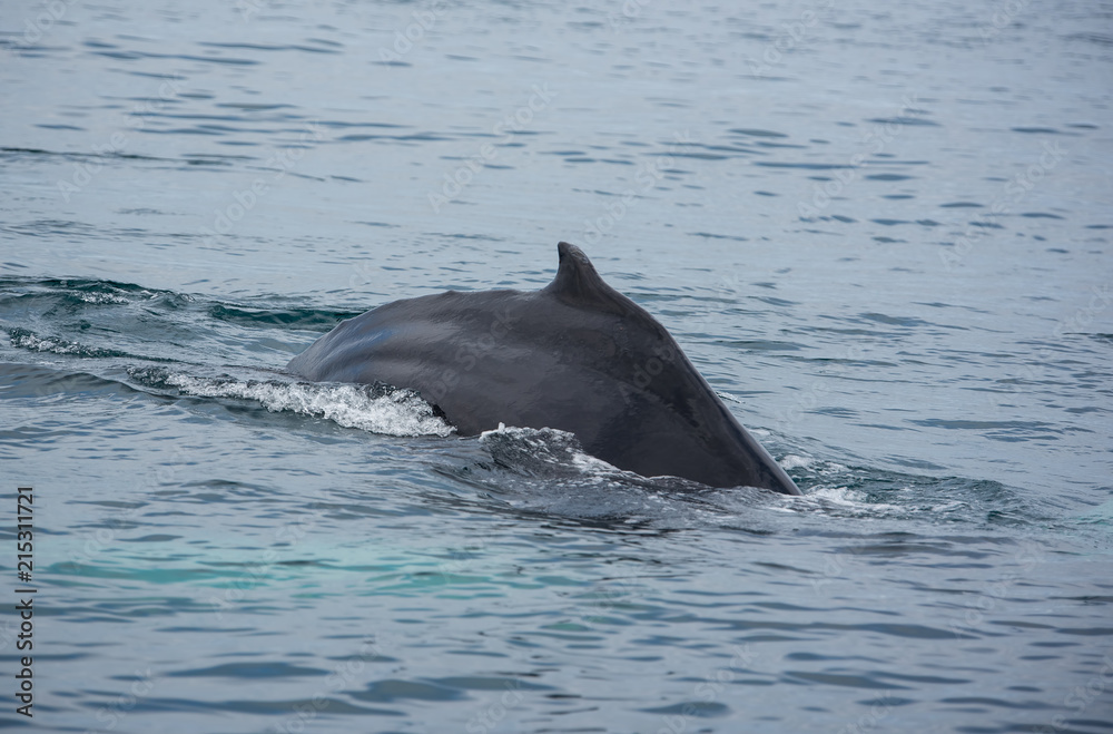 Humpback whale. Whale watching in Husavik, North Iceland. Humpback whale. Whale watching in Husavik, North Iceland.