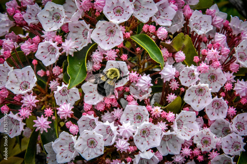 Bee on Mountain Laurels