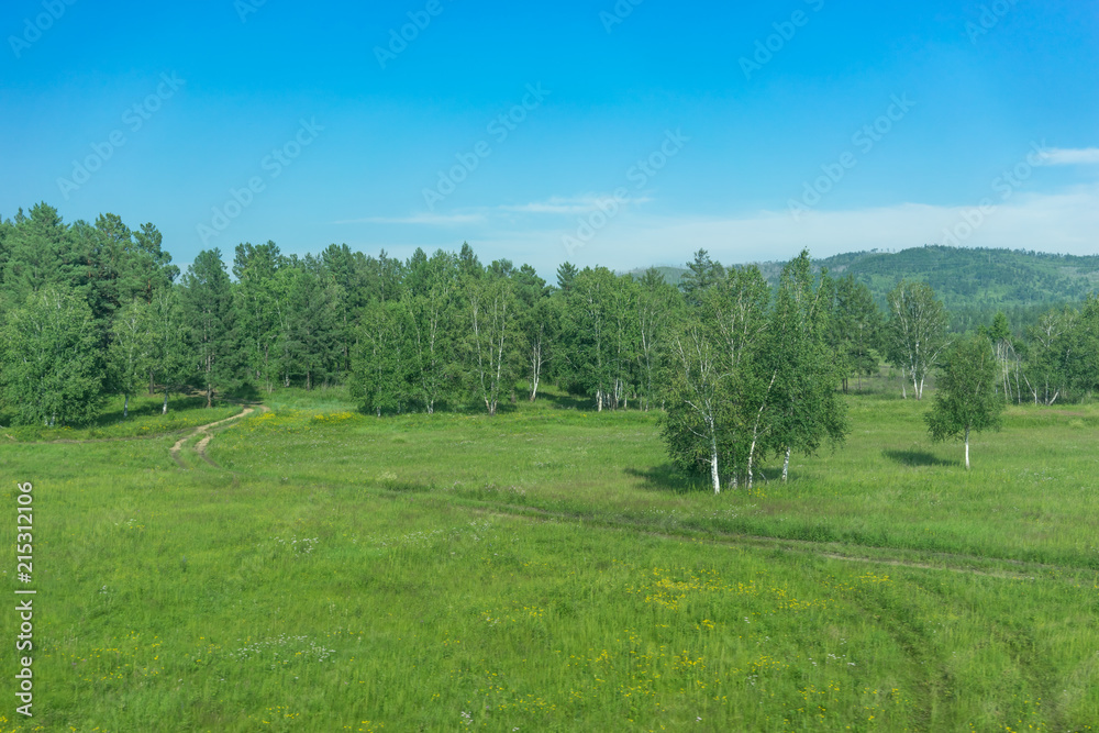 Naklejka premium Natural landscape with birch grove.
