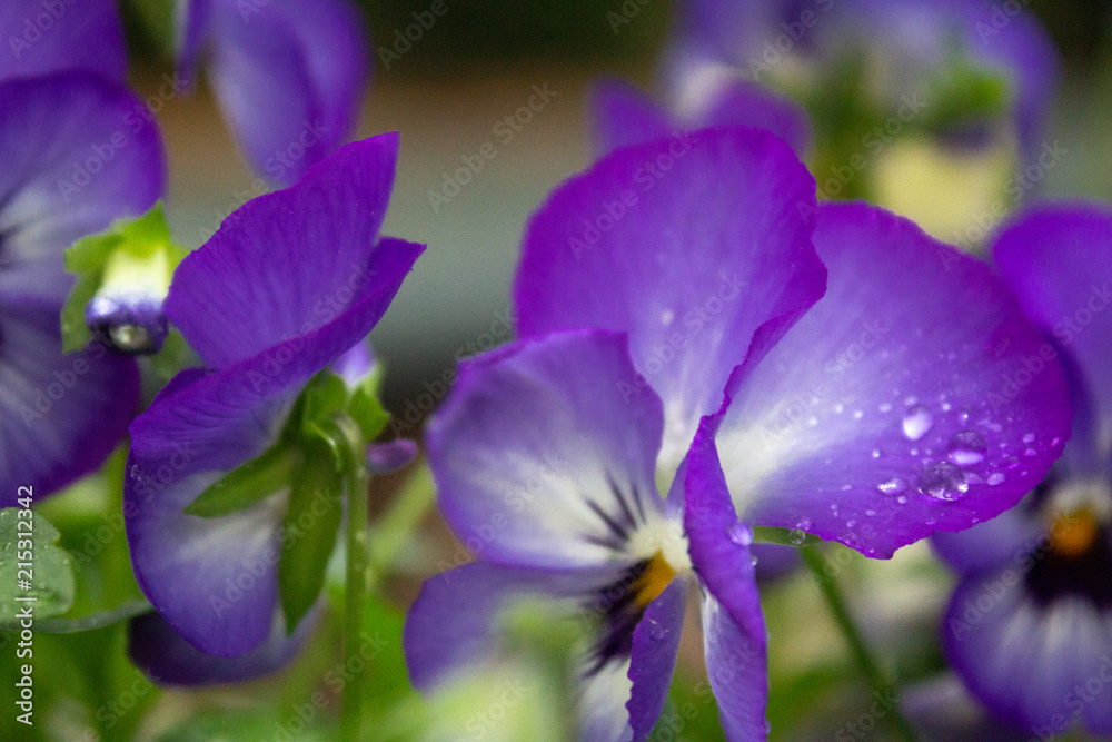 Violet Flower