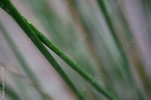 Green Reeds of Grass