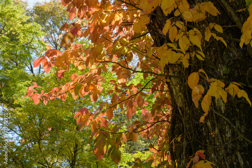 ツタウルシの紅葉 photo