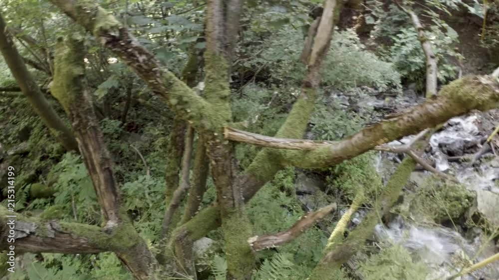Dead mossy tree Dead mossy tree