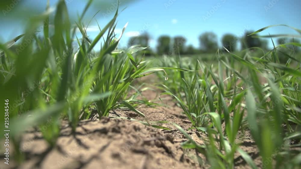 Slow motion travelling shot of young oat plants blowing in the wind. HD 1080p. Slow motion travelling shot of young oat plants blowing in the wind. HD 1080p.