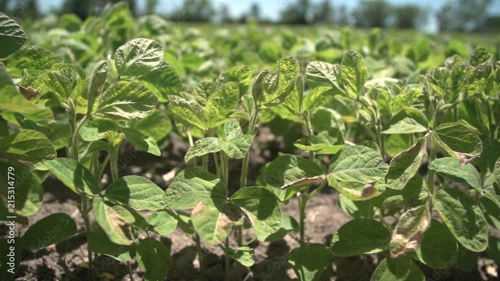 Close up tracking shot of young soybean plants blowing in the wind. Slow motion. HD 1080p. Close up tracking shot of young soybean plants blowing in the wind. Slow motion. HD 1080p.