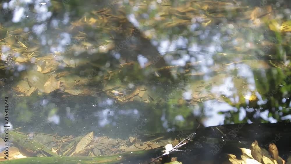Fish Swimming Under Clear River Water - Static Fish Swimming Under Clear River Water - Static