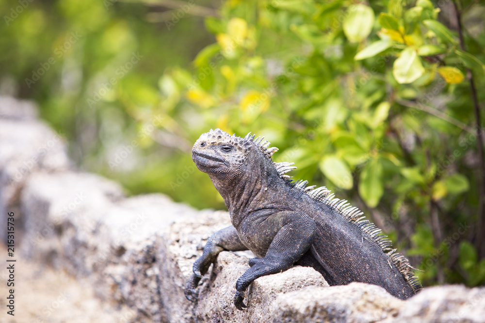 Iguana heating up in the sun