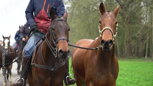 Trotting Pair of Horses Slow Motion