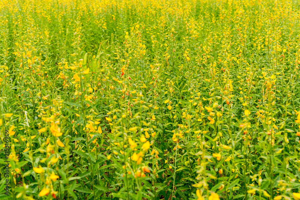 Fototapeta premium sunhemp flower field on day time.