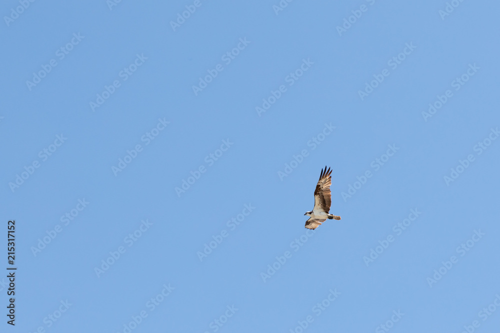 Osprey Bird in Flight Over Jetty Island Osprey Bird in Flight Over Jetty Island