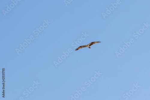 Osprey Bird in Flight Over Jetty Island