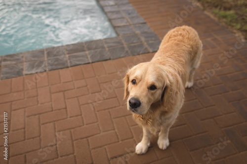Dog standing near swimming pool