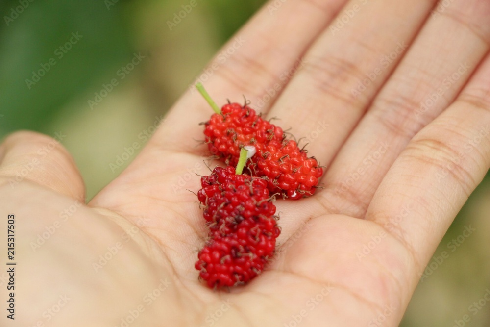 Red fresh mulberry on hand.
