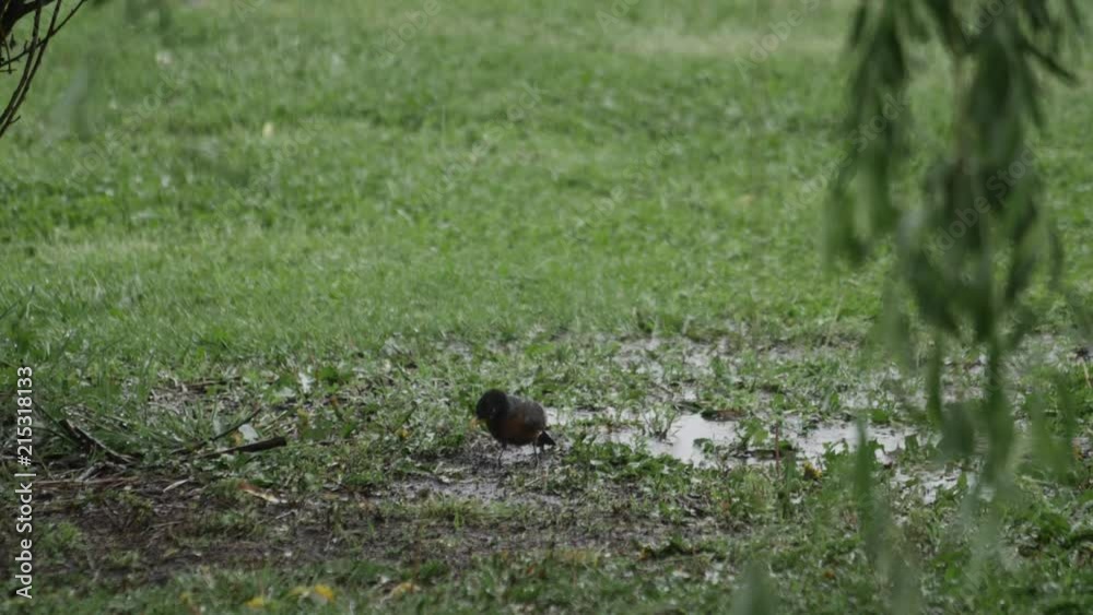 A bird eats a worm as rain drops fall all around it. A bird eats a worm as rain drops fall all around it.
